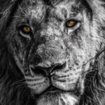 Art for Conservation