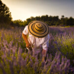 Lavendel - Ernten - Nachhaltig