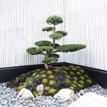 Luxury Trees Bonsai